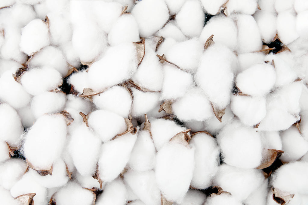 What is Pima Cotton?